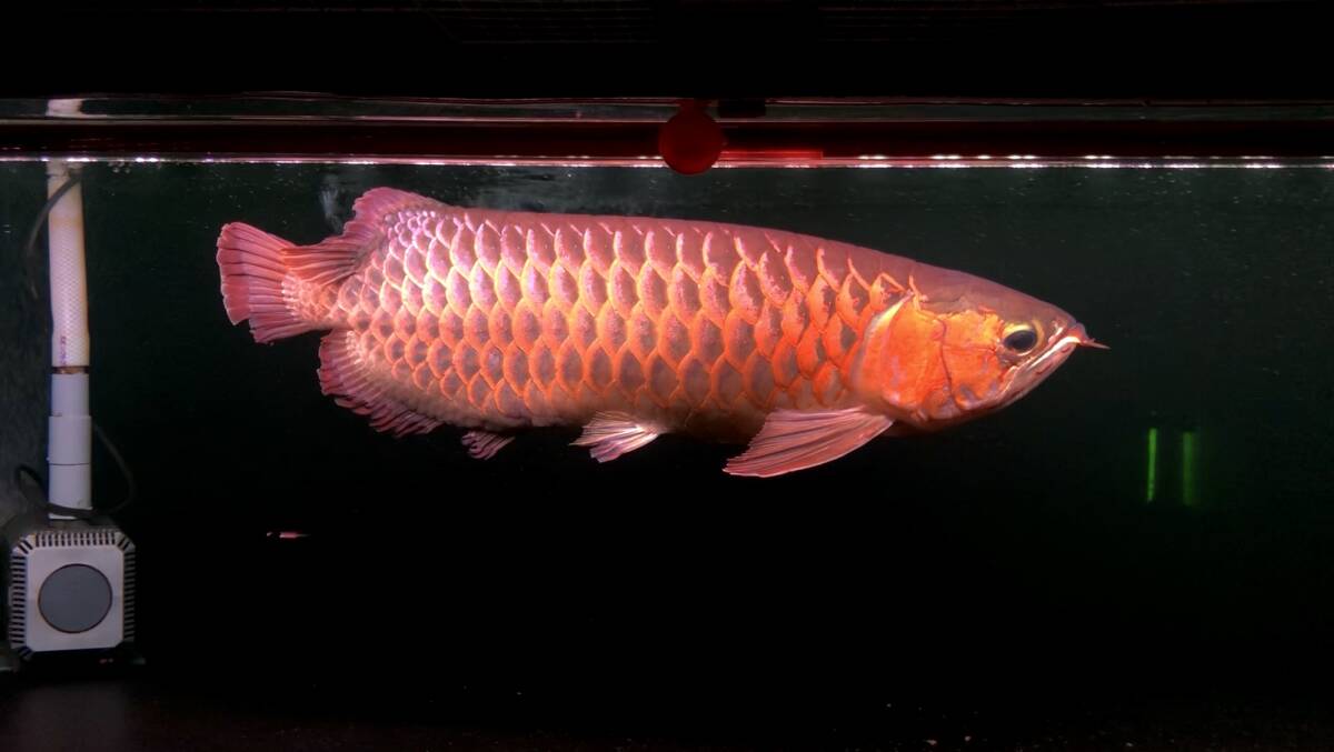 Yahoo!オークション -「キングコング」(アロワナ) (淡水魚)の