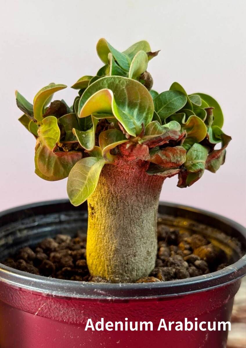 Yahoo!オークション -「アデニウム獅子葉」(観葉植物) の落札 Yahoo!オークション -「アデニウム獅子葉」(観葉植物) の落札