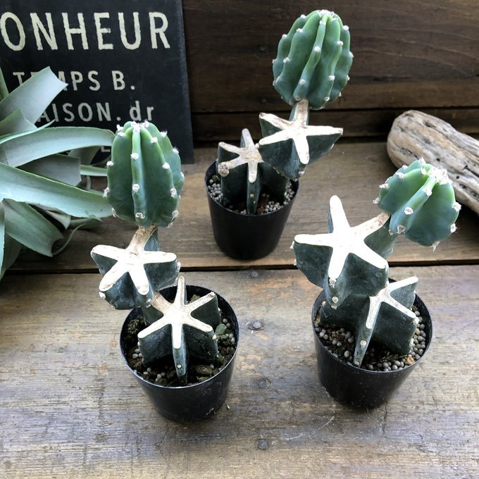 Yahoo!オークション -「柱サボテン ブランチ」(観葉植物) の落札 Yahoo!オークション -「柱サボテン ブランチ」(観葉植物) の落札