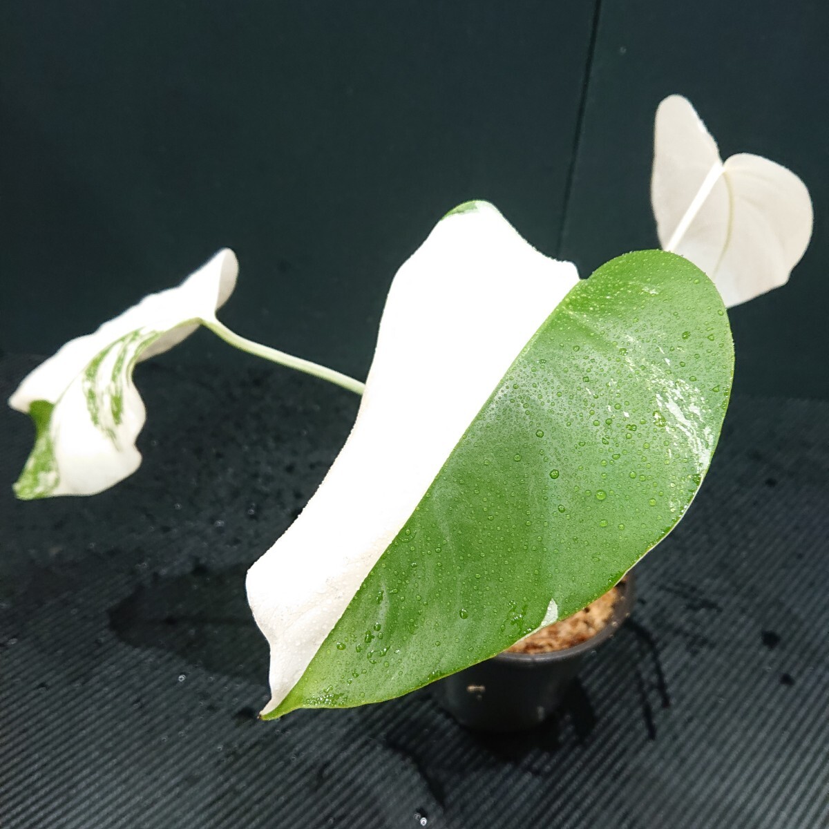 Yahoo!オークション -「フルムーン」(モンステラ) (観葉植物)の