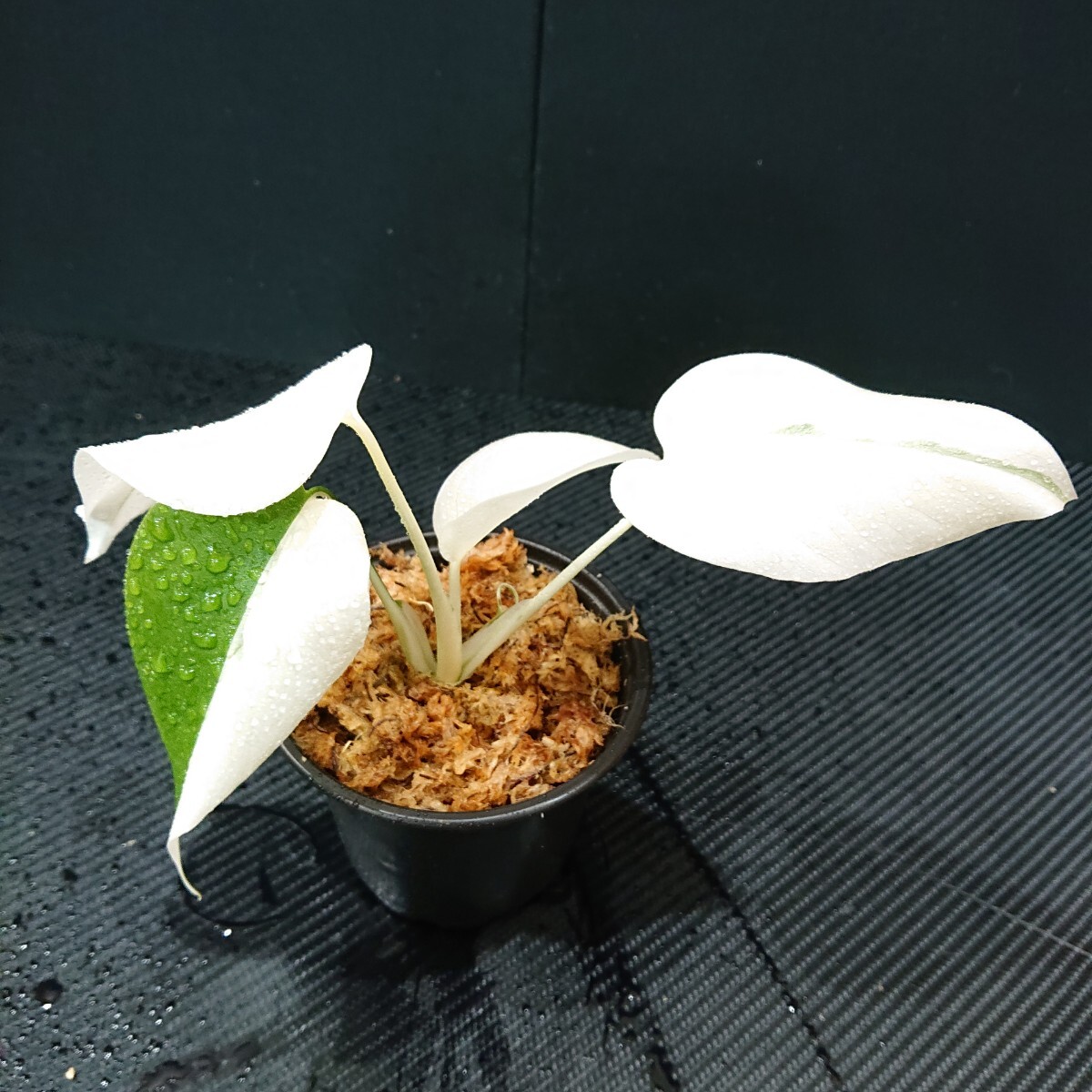 Yahoo!オークション -「フルムーン」(モンステラ) (観葉植物)の