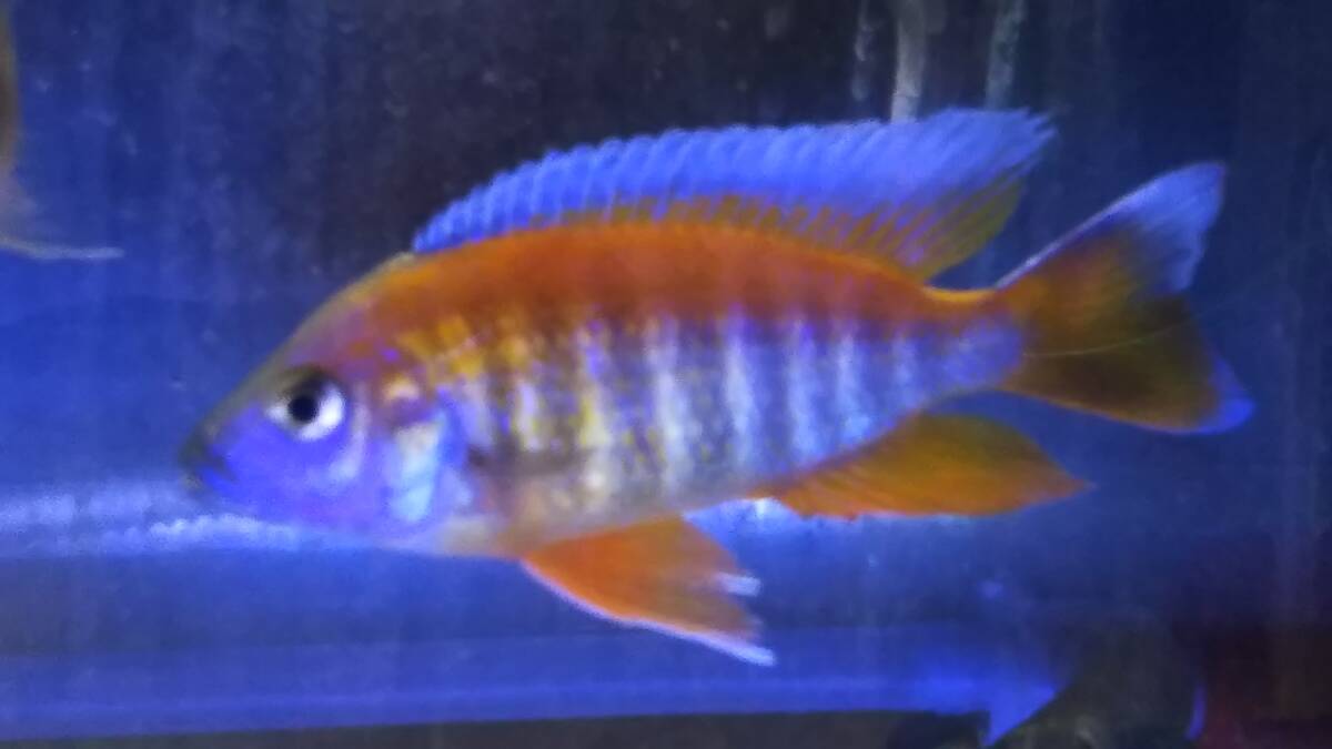 Yahoo!オークション -「アウロノカラ」(熱帯魚) (魚類、水生生物 Yahoo!オークション -「アウロノカラ」(熱帯魚) (魚類、水生生物