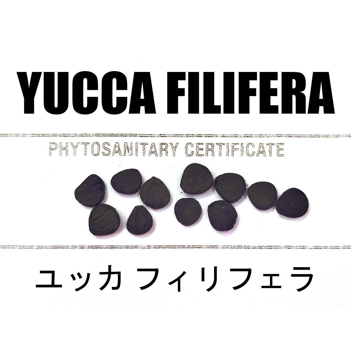 Yahoo!オークション -「フィリフェラ」(ユッカ) (観葉植物)の Yahoo!オークション -「フィリフェラ」(ユッカ) (観葉植物)の