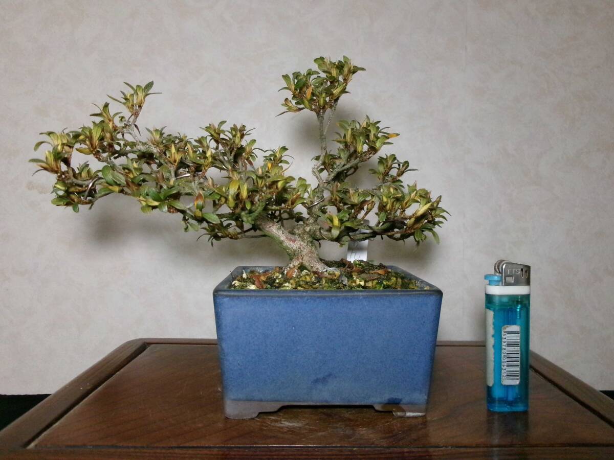 入手困難皐月盆栽(鉢行山型):樹高45㎝X幅60㎝【枝の端から端 入手困難皐月盆栽(鉢行山型):樹高45㎝X幅60㎝【枝の端から端