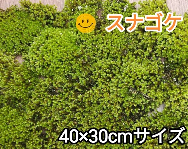 スナゴケ大容量・40×30cmサイズ・盆栽・植木周り・グランドカバー