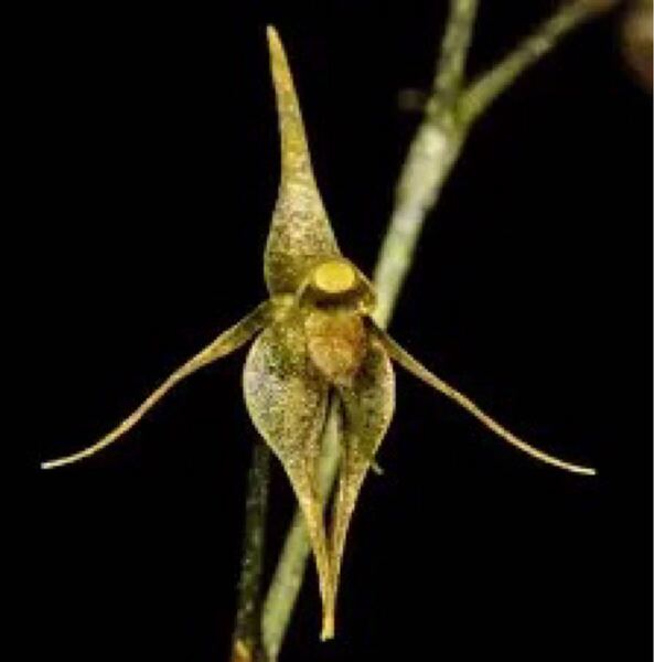 platystele examen culicum 小型ラン原種 パルダリウム 洋蘭 洋蘭原種 エクアドル