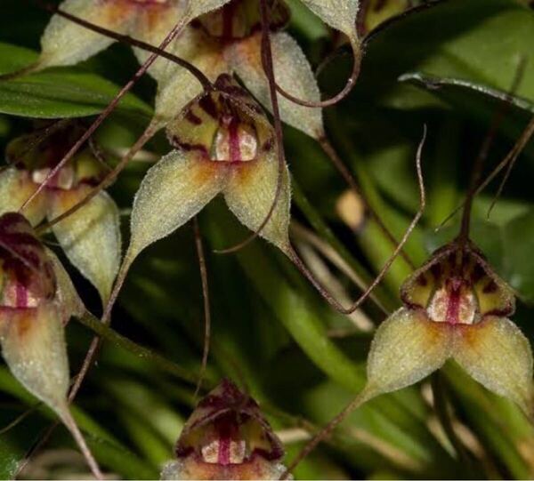 masdevallia nidifica 南米ミニチュアラン 原種 小型ラン 原種ミニチュアオーキッド熱帯植物