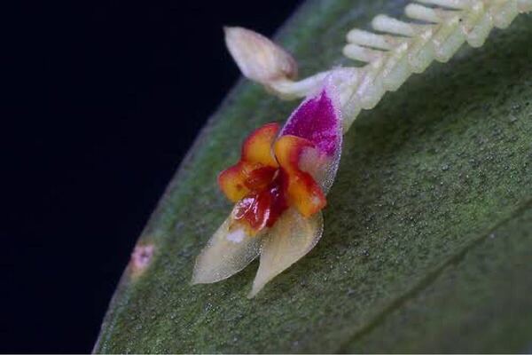Lepanthes chorista 原種 ミニチュアラン南米パルダ