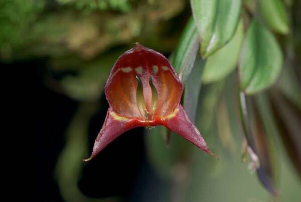 Lepanthes Felis 希少レパンテス原種ミニチュアラン 着生ラン パルダリウム着生ラン南米
