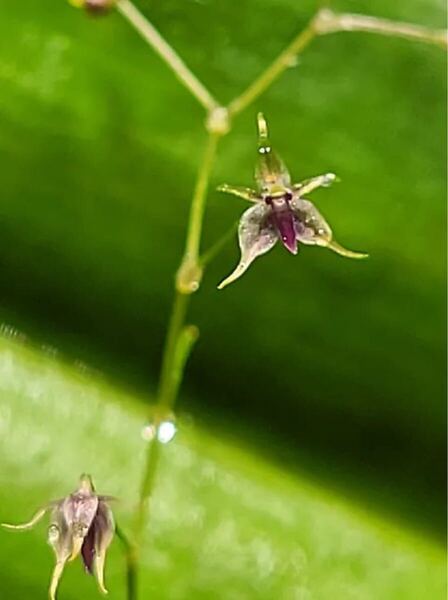 platystelle jesupiorum ミニチュアラン原種南米パルダリウム 洋蘭