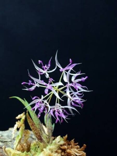 macroclinium manabinum 原種 小型着生ランパルダリウム 洋蘭原種 洋蘭