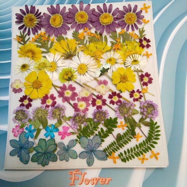 押し花素材 ★詰め合わせ セット商品 ④