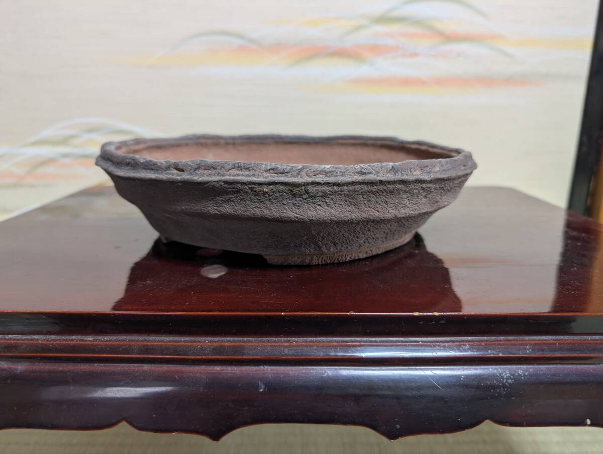 山野草の石田精華園 / 連山桧 3号（9cm） 【盆栽素材 小品盆栽