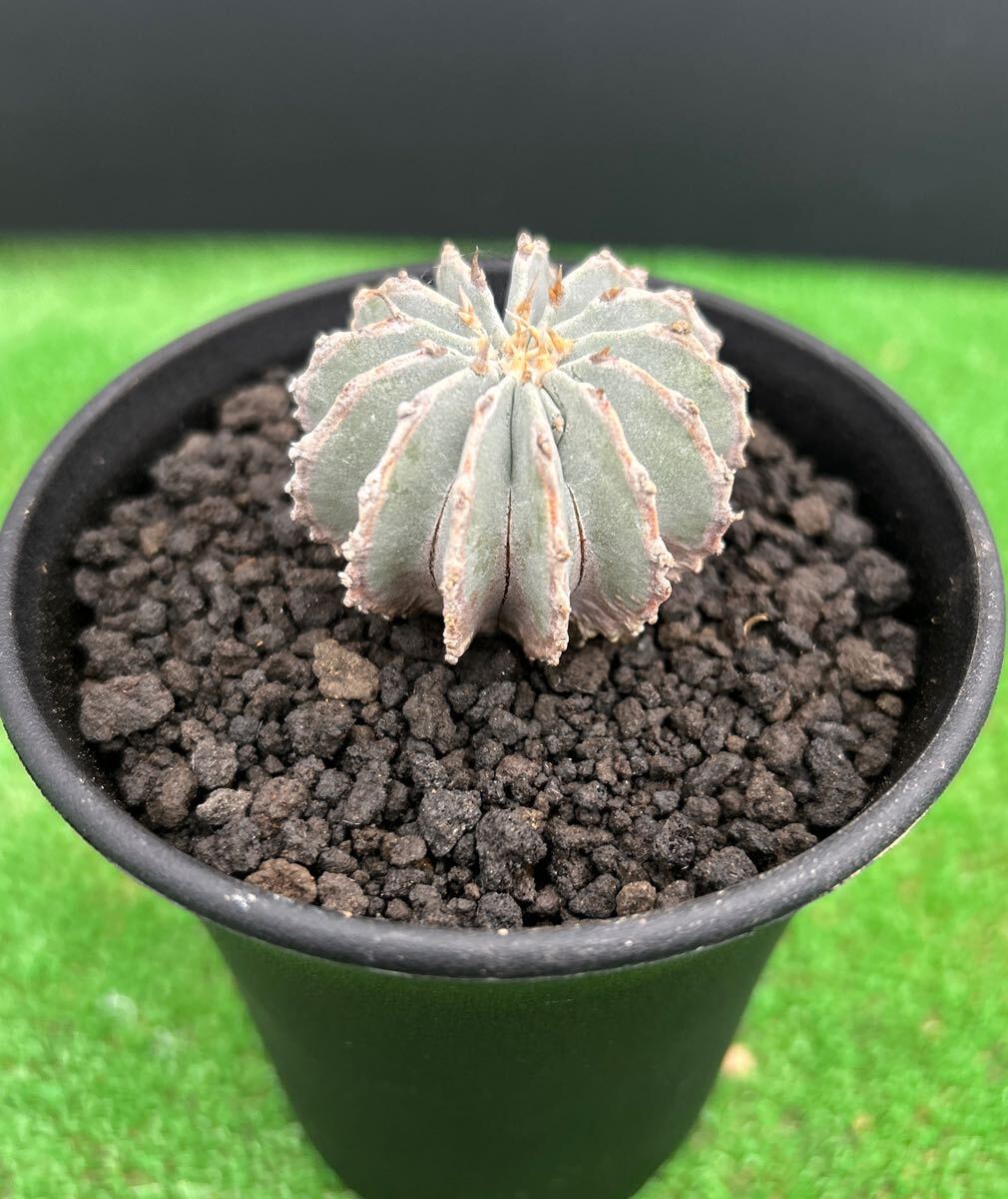 Yahoo!オークション -「メキシカーナ」(サボテン) (観葉植物)の Yahoo!オークション -「メキシカーナ」(サボテン) (観葉植物)の