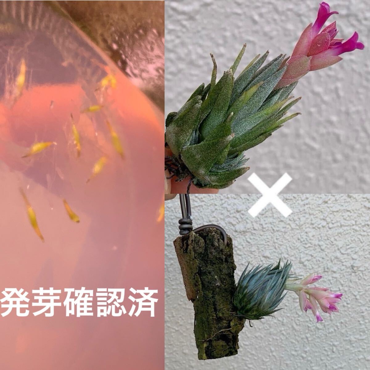Yahoo!オークション -「tillandsia kautskyi」の落札相場・落札価格 Yahoo!オークション -「tillandsia kautskyi」の落札相場・落札価格