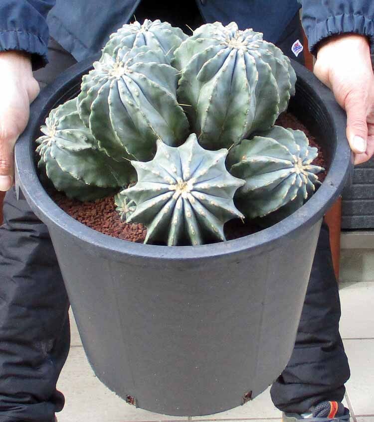 Yahoo!オークション -「王冠竜」(サボテン) (観葉植物)の落札 Yahoo!オークション -「王冠竜」(サボテン) (観葉植物)の落札