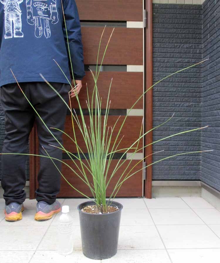 Yahoo!オークション -「ダシリリオン」(観葉植物) の落札相場 Yahoo!オークション -「ダシリリオン」(観葉植物) の落札相場