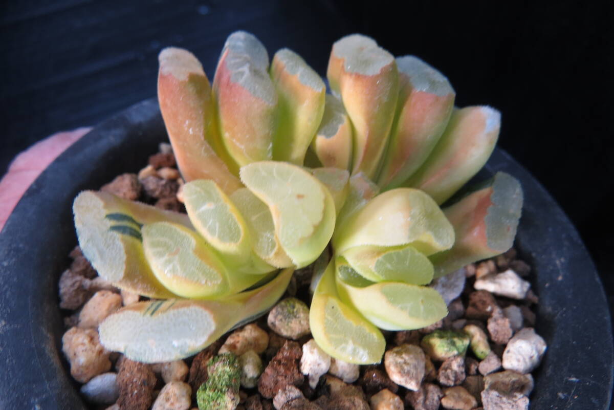 多肉植物/ハオルチア】玉扇錦 ☆グリーン玉扇錦 三色極上斑 多肉植物/ハオルチア】玉扇錦 ☆グリーン玉扇錦 三色極上斑