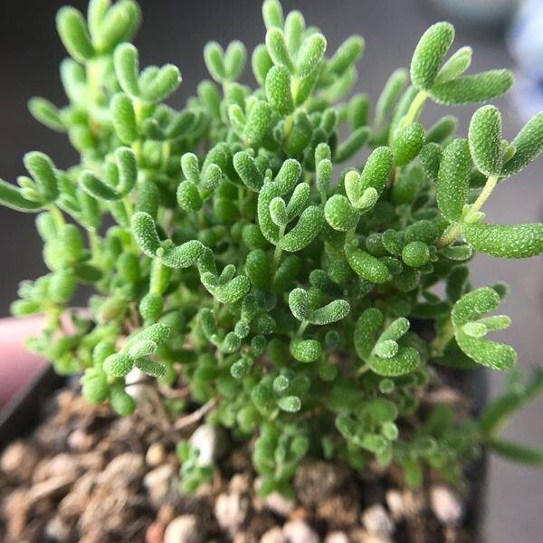 ネコポスで発送 多肉植物 ドロサンテマム キラキラ 蜜橘 抜き苗 1株