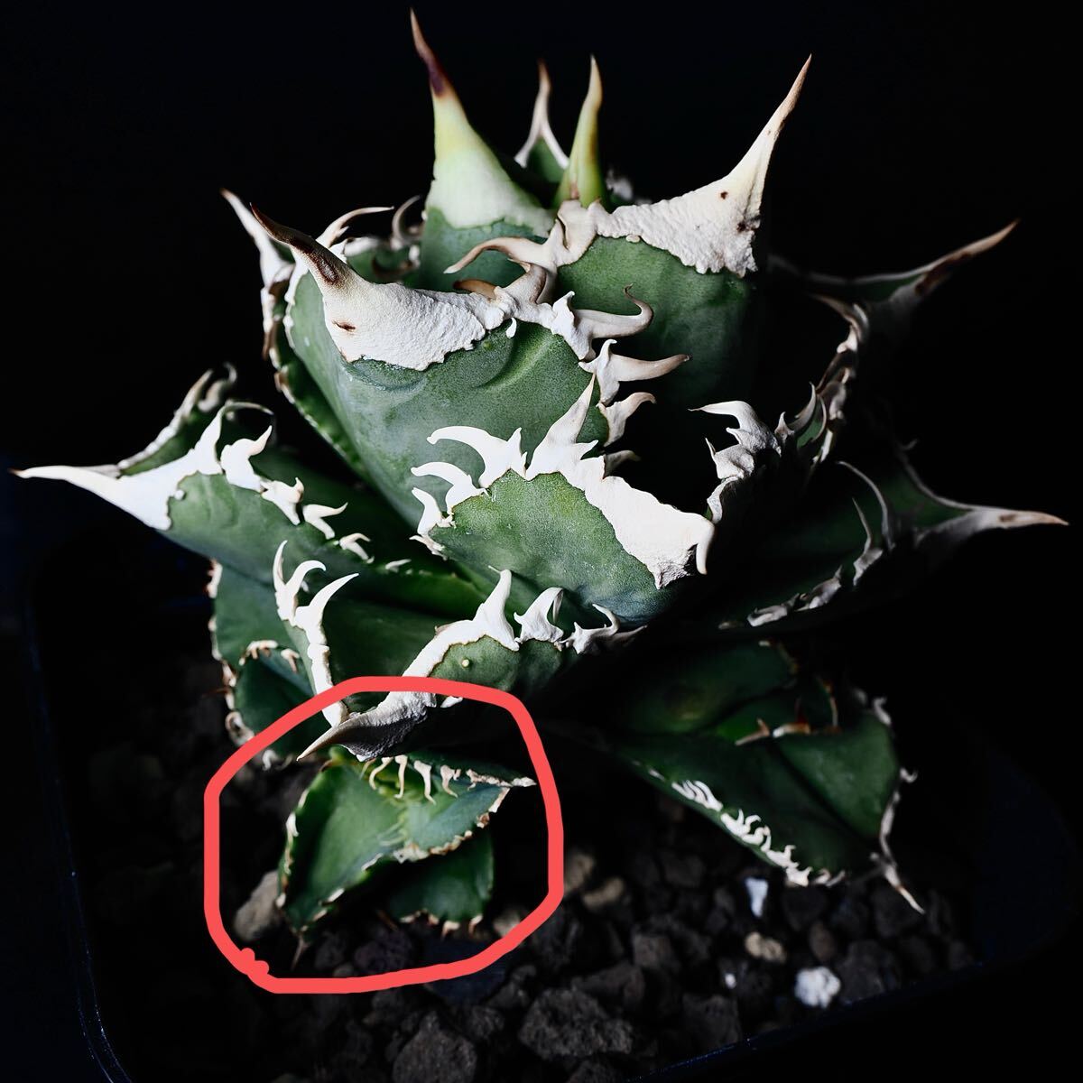 Yahoo!オークション -「thorn」(アガベ) (観葉植物)の落札相場 Yahoo!オークション -「thorn」(アガベ) (観葉植物)の落札相場