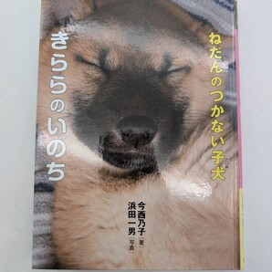 ねだんのつかない子犬 きららのいのち 今西乃子 浜田一男