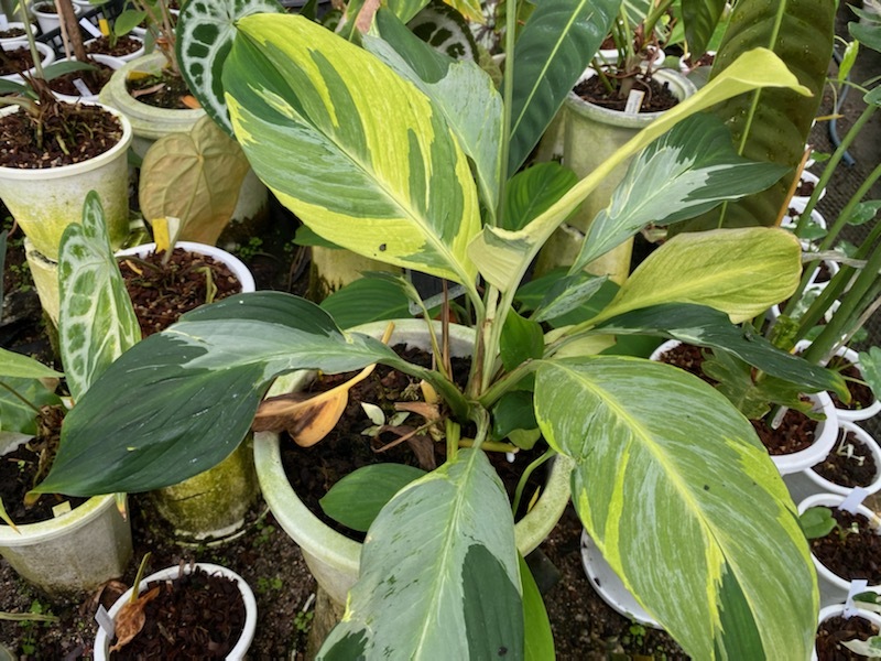 Yahoo!オークション -「スパティフィラム」(観葉植物) の落札
