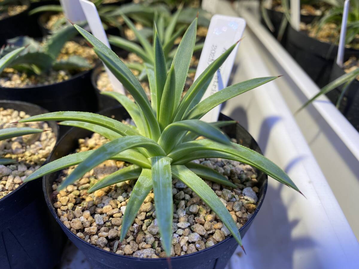 Yahoo!オークション -「アガベ ストリクタ」(観葉植物) の落札