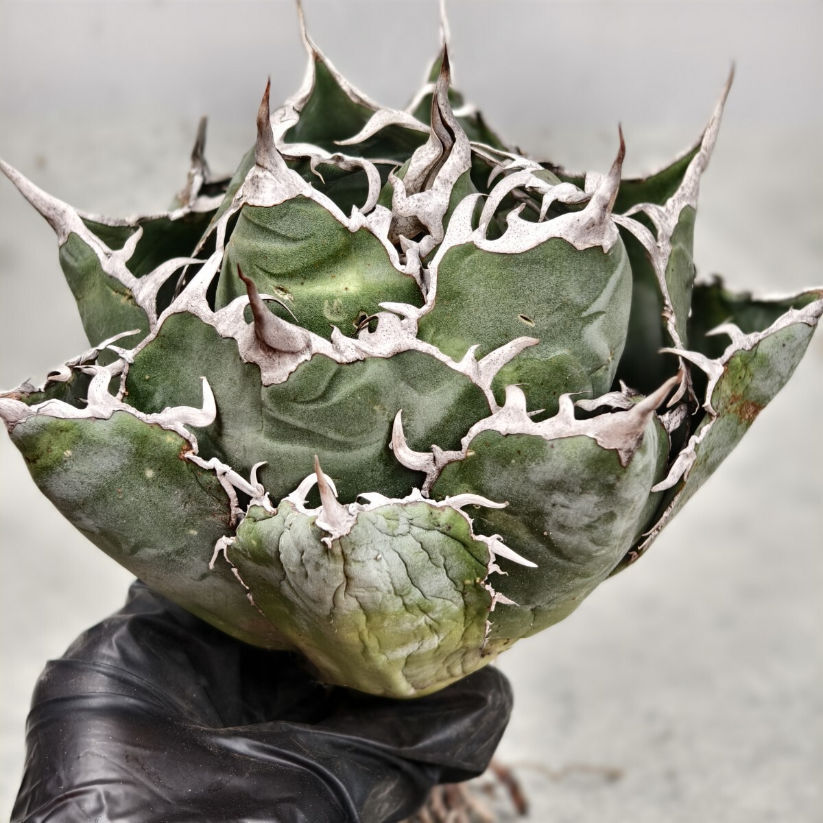 アガベ チタノタ カキ仔の出品です。検)GODZILLA agave titanota アガベ チタノタ カキ仔の出品です。検)GODZILLA agave titanota