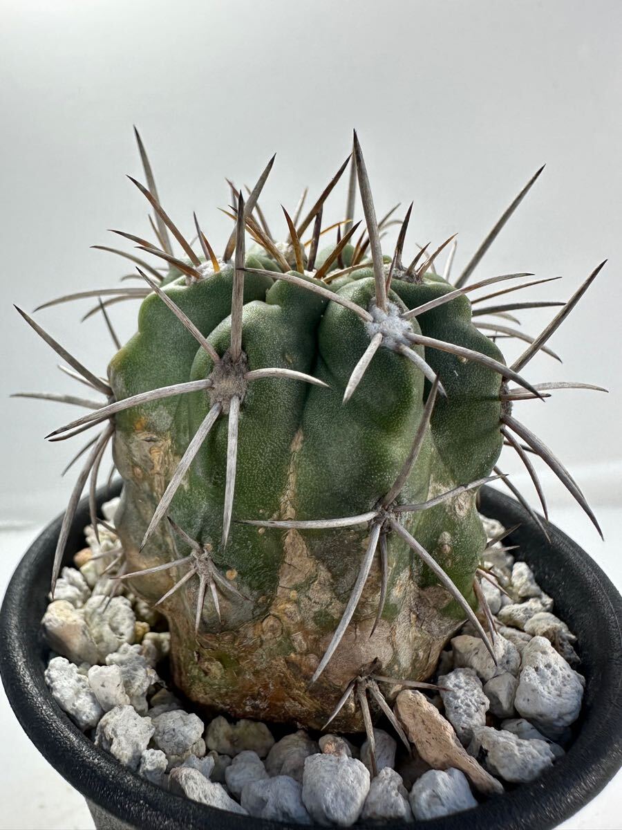 copiapoa コピアポア原種 輸入 南米チリ原産 サボテン