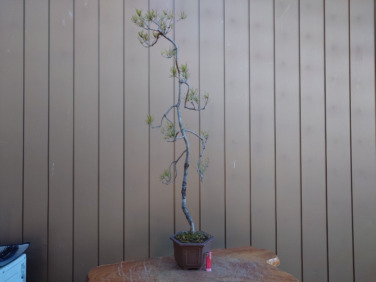 新品純正品 盆栽　赤松　樹高103cm