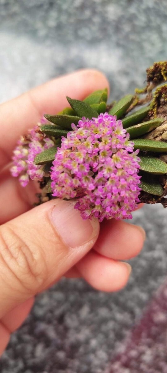 ショエノルチス フレグランス Schoenorchis fragrans