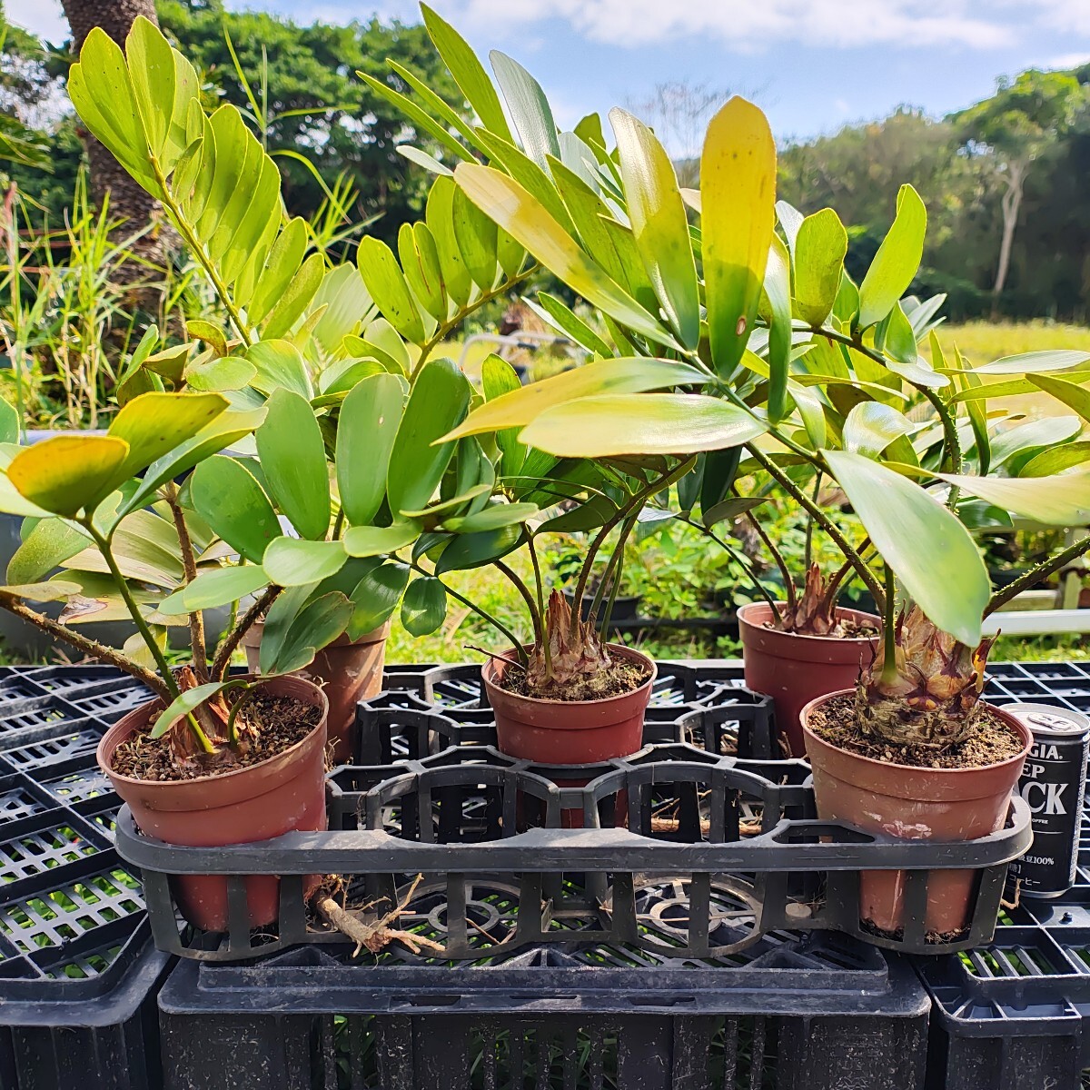 Yahoo!オークション -「メキシコソテツ」(観葉植物) の落札相場 Yahoo!オークション -「メキシコソテツ」(観葉植物) の落札相場