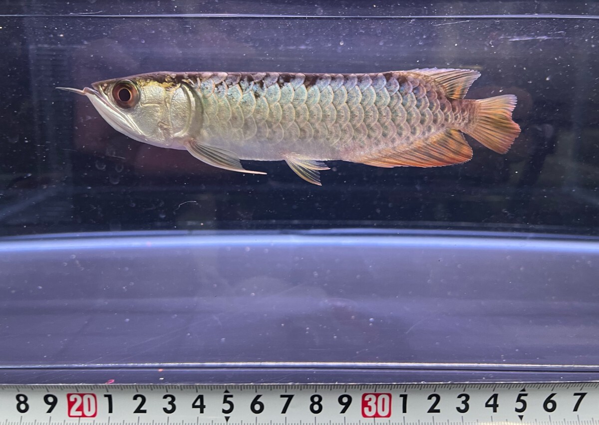 過背金龍極 2025年最新】Yahoo!オークション -熱帯魚 過背金龍の中古品