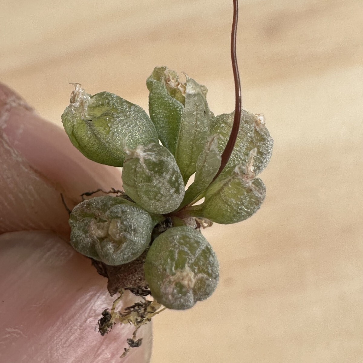 Yahoo!オークション -「ブルビネロリータ」(観葉植物) の落札