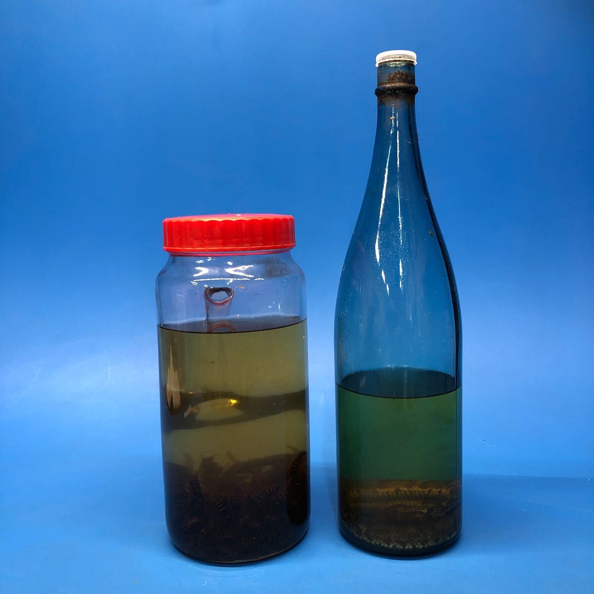 Yahoo!オークション -「スズメバチ焼酎」の落札相場・落札価格 Yahoo!オークション -「スズメバチ焼酎」の落札相場・落札価格