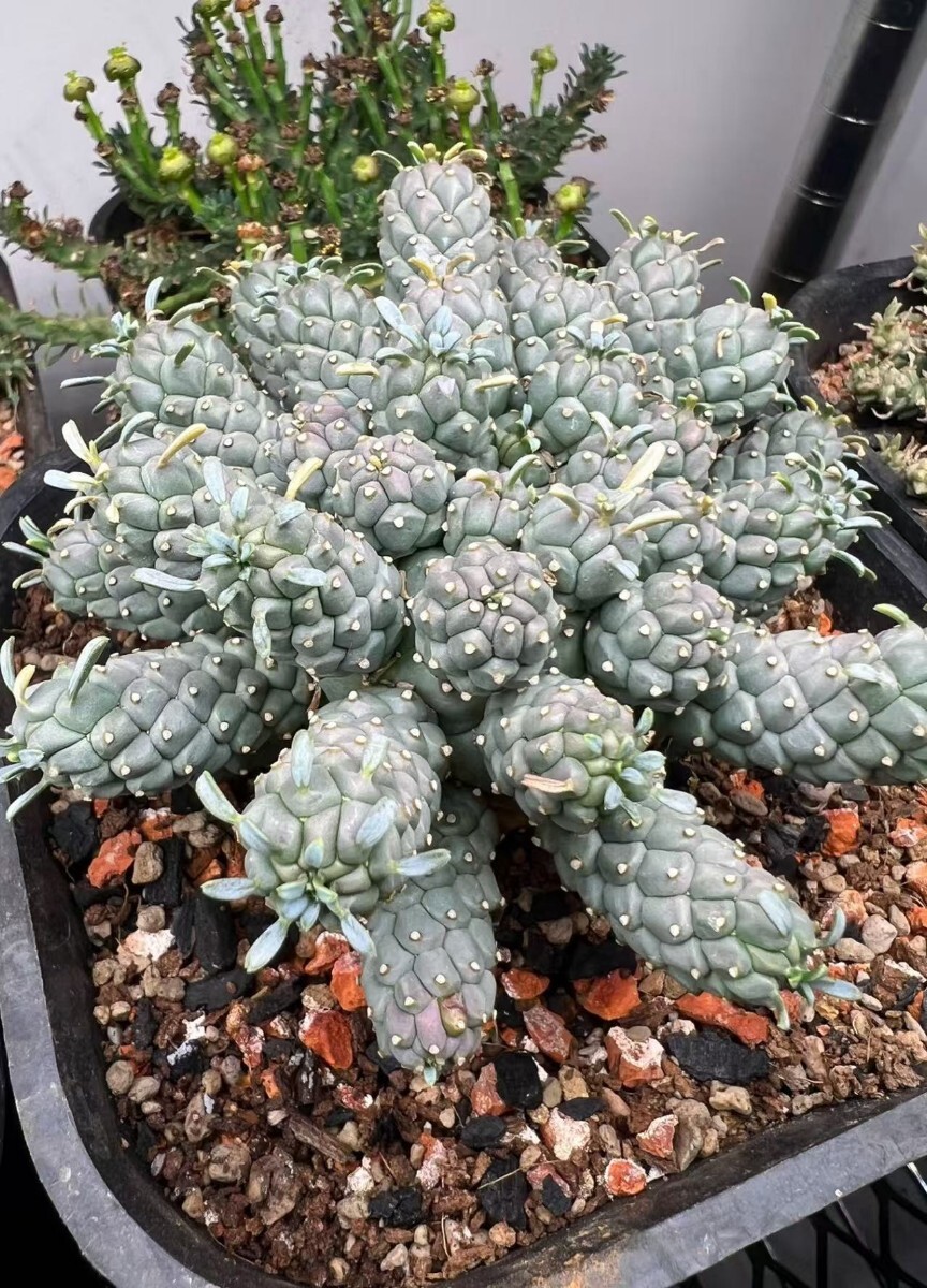 ユーフォルビア ラミグランス 多肉植物 レア - メルカリ