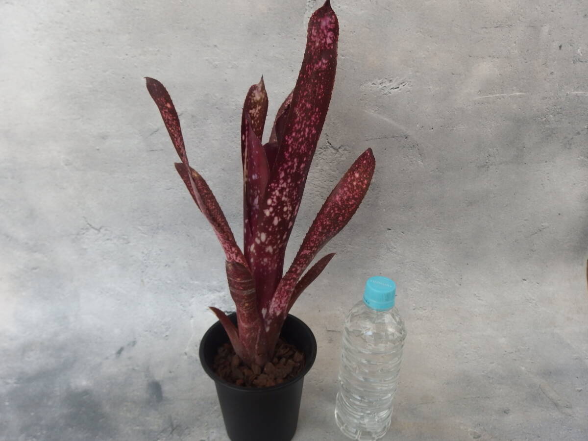 【雀草】Billbergia \'Hallelujah\'