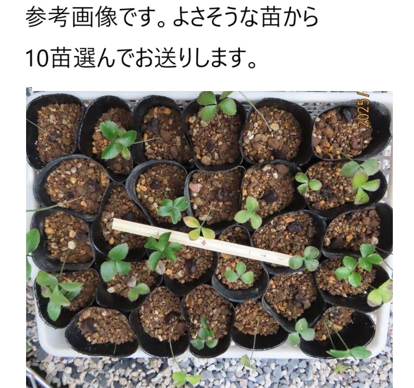 Yahoo!オークション -「クリスマスローズ 利休」(ガーデニング Yahoo!オークション -「クリスマスローズ 利休」(ガーデニング