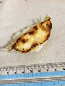 ^ food sample real size gyoza 