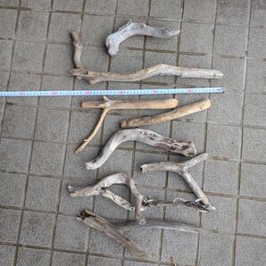 北海道 天然 水槽用淡水流木 8本セット 様々な長さ