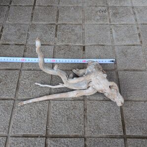 北海道 天然 水槽用流木 約30cm 自然な形状