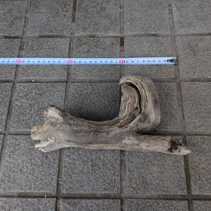 北海道 天然 水槽用淡水流木 約30cm 自然なデザイン