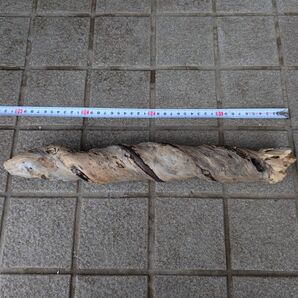 北海道 天然 水槽用淡水流木 アクアリウム テラリウム 約60cm ねじれた形状