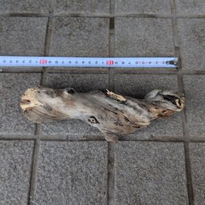 北海道 天然 水槽用淡水流木 アクアリウム テラリウム 自然な曲がり 約30cm