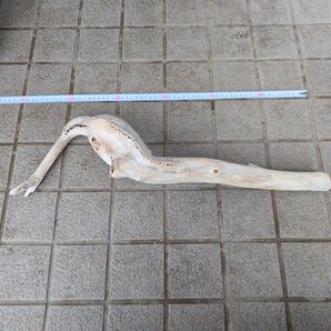 北海道 天然 水槽用淡水流木 アクアリウム テラリウム 約60cm 自然な形状