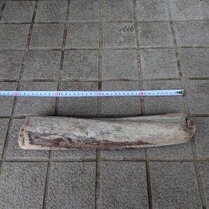 北海道 天然 水槽用淡水流木 アクアリウム テラリウム 約40cm 自然な形状