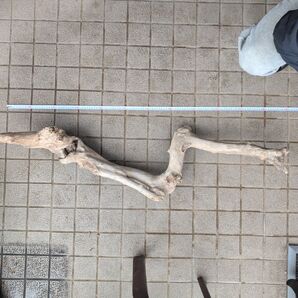 北海道 天然 水槽 アクアリウム テラリウム 淡水流木 約120cm 自然な形状