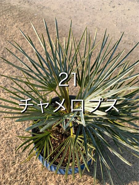 21 チャメロプス 鉢付 Chamaerops