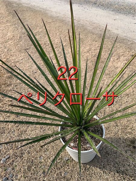 22 ユッカ・ペリクローサ Yucca periculosa