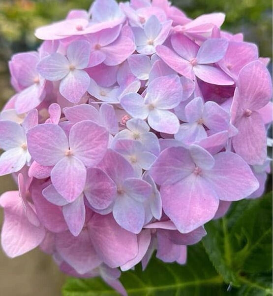 紫陽花一本